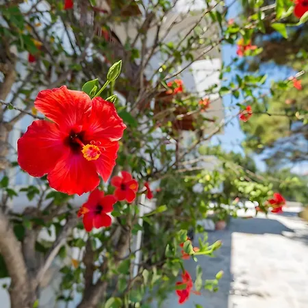 Konukevi Tamar Apartments, 3*